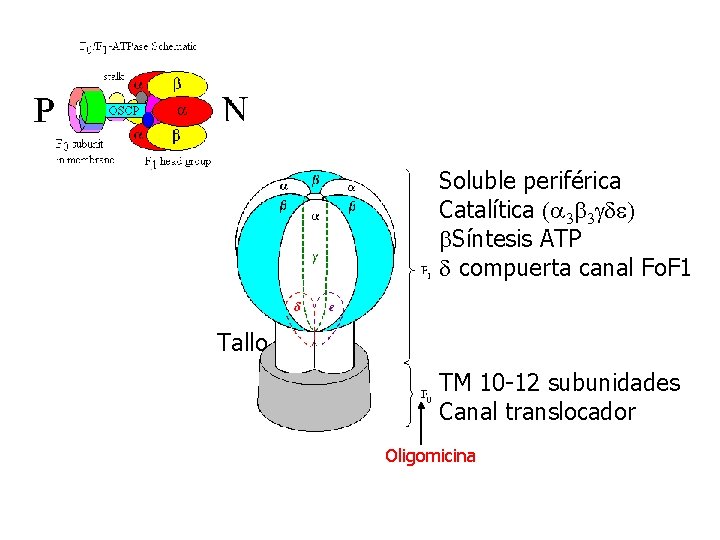 Soluble periférica Catalítica (a 3 b 3 gde) b. Síntesis ATP d compuerta canal