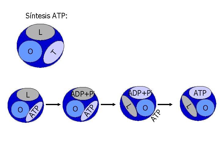 Síntesis ATP: P AT O ATP L O ADP+Pi L O P ADP+Pi L