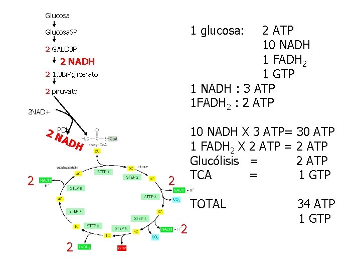 Glucosa 1 glucosa: 2 ATP 10 NADH 1 FADH 2 1 GTP 1 NADH