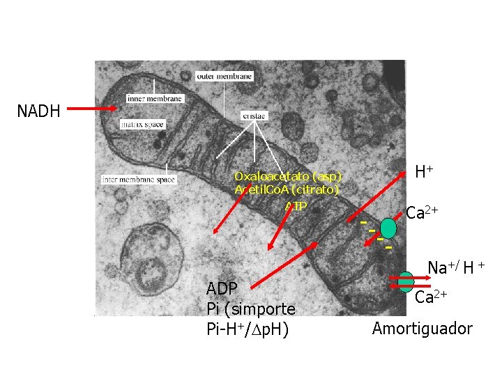 NADH Oxaloacetato (asp) Acetil. Co. A (citrato) ATP ADP Pi (simporte Pi-H+/Dp. H) H+