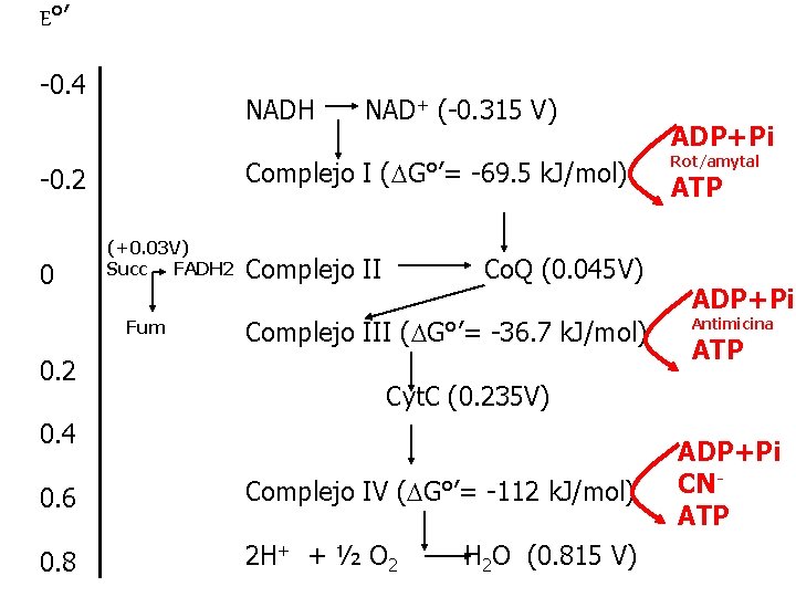 E°’ -0. 4 NADH Complejo I (DG°’= -69. 5 k. J/mol) -0. 2 0