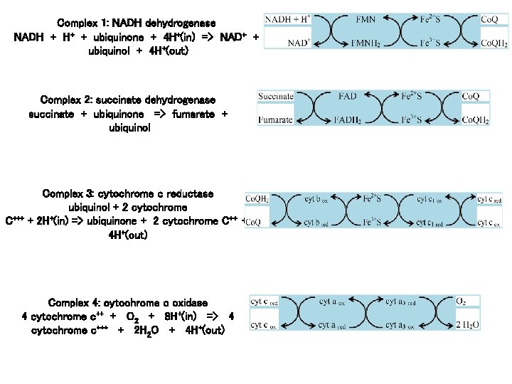 Complex 1: NADH dehydrogenase NADH + H+ + ubiquinone + 4 H+(in) => NAD+