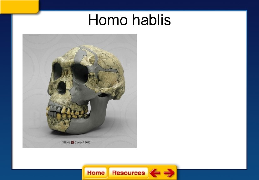 Homo hablis Homo hablis
