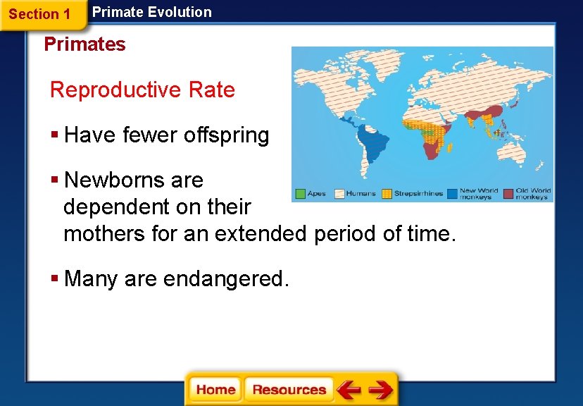 Section 1 Primate Evolution Primates Reproductive Rate § Have fewer offspring § Newborns are