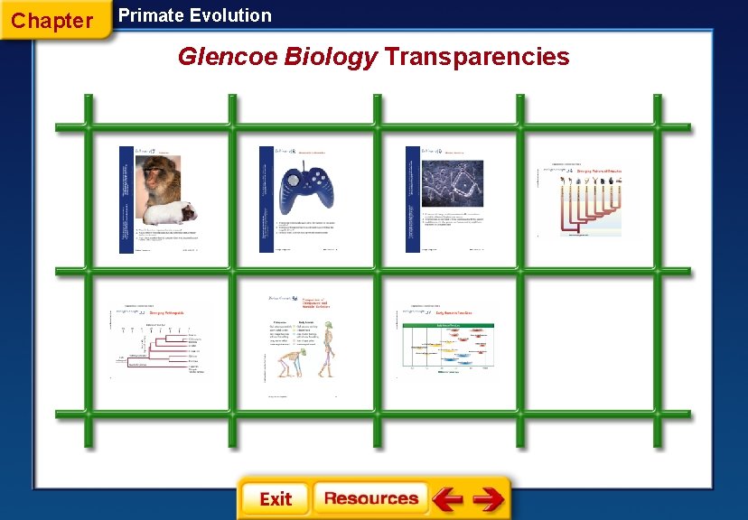 Chapter Primate Evolution Glencoe Biology Transparencies 