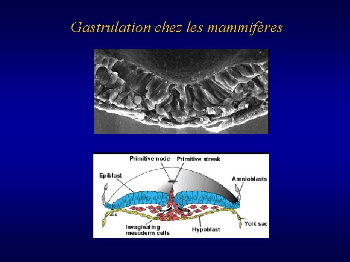 Gastrulation chez les mammifères 