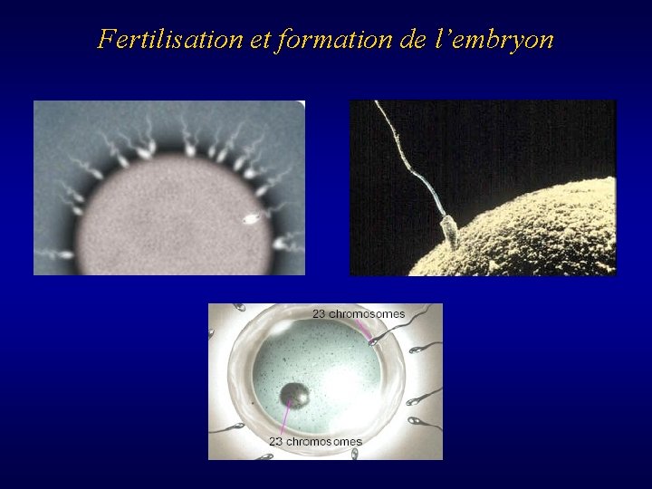 Fertilisation et formation de l’embryon 