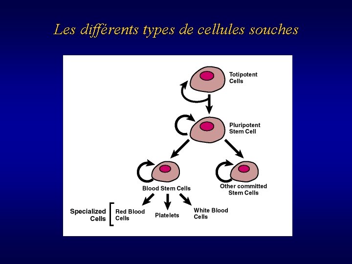 Les différents types de cellules souches 