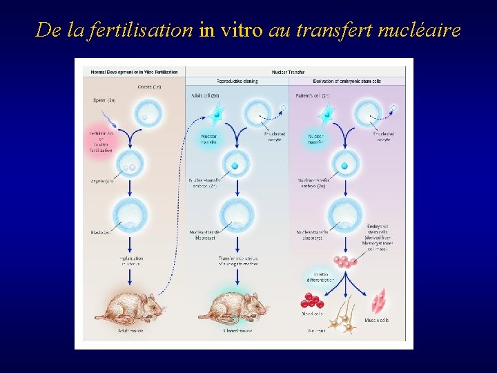 De la fertilisation in vitro au transfert nucléaire 