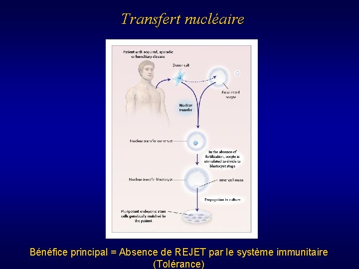 Transfert nucléaire Bénéfice principal = Absence de REJET par le système immunitaire (Tolérance) 