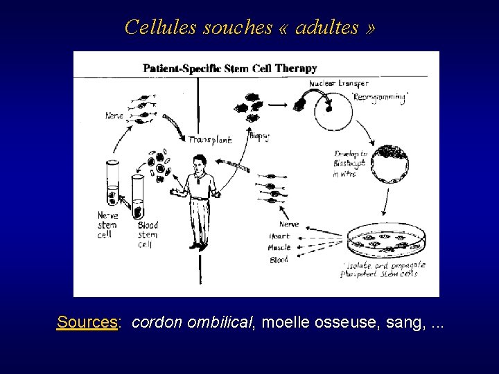 Cellules souches « adultes » Sources: cordon ombilical, moelle osseuse, sang, . . .