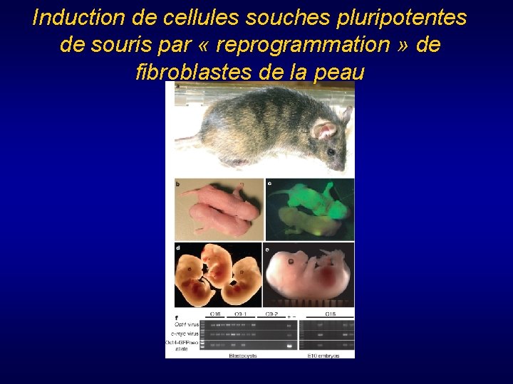 Induction de cellules souches pluripotentes de souris par « reprogrammation » de fibroblastes de