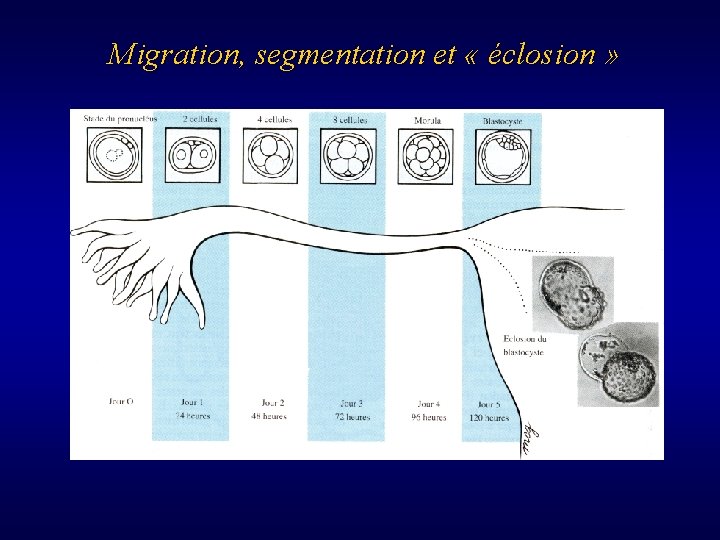 Migration, segmentation et « éclosion » 