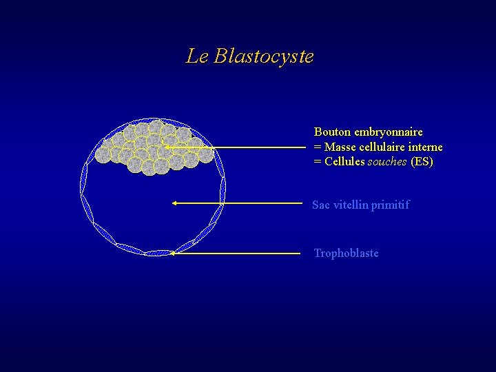 Le Blastocyste Bouton embryonnaire = Masse cellulaire interne = Cellules souches (ES) Sac vitellin