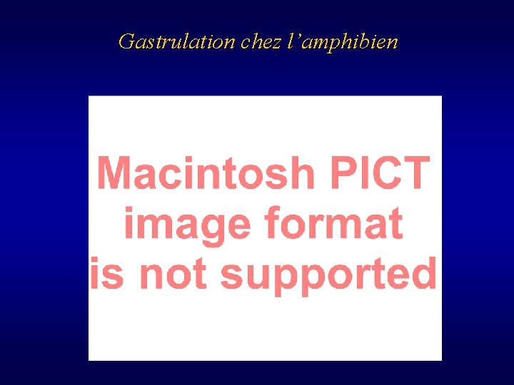 Gastrulation chez l’amphibien 