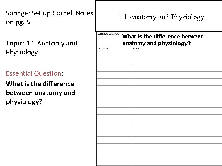 Sponge: Set up Cornell Notes on pg. 5 Topic: 1. 1 Anatomy and Physiology
