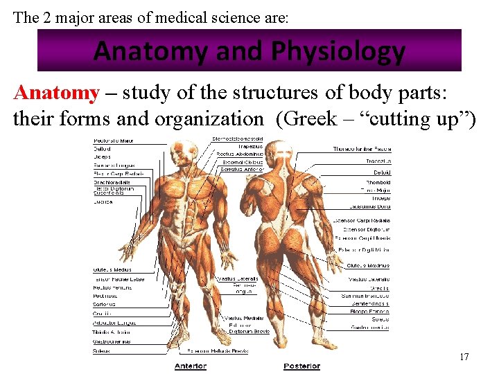 The 2 major areas of medical science are: Anatomy and Physiology Anatomy – study