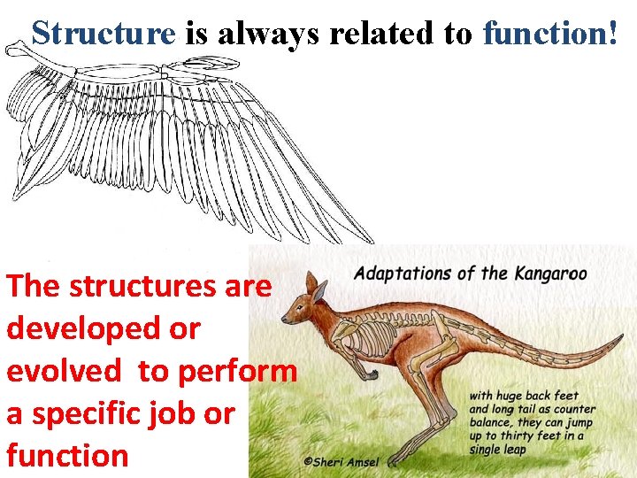 Structure is always related to function! The structures are developed or evolved to perform