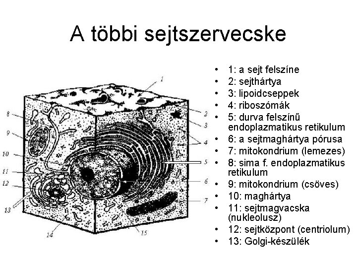 A többi sejtszervecske • • • • 1: a sejt felszíne 2: sejthártya 3: