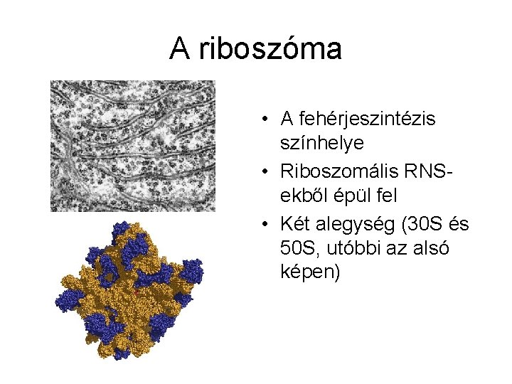 A riboszóma • A fehérjeszintézis színhelye • Riboszomális RNSekből épül fel • Két alegység