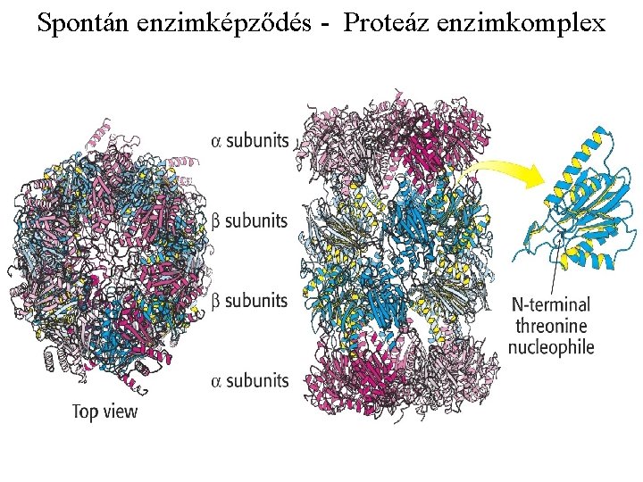 Spontán enzimképződés - Proteáz enzimkomplex 