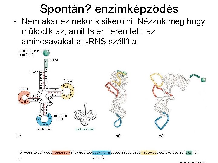 Spontán? enzimképződés • Nem akar ez nekünk sikerülni. Nézzük meg hogy működik az, amit