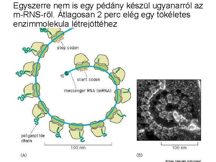 Egyszerre nem is egy pédány készül ugyanarról az m-RNS-ről. Átlagosan 2 perc elég egy