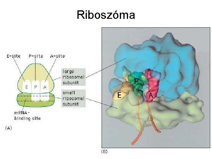 Riboszóma 