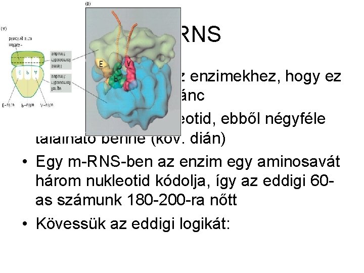 Az RNS • Annyiban hasonlít az enzimekhez, hogy ez is egy nagy polimerlánc •