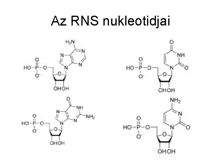 Az RNS nukleotidjai 