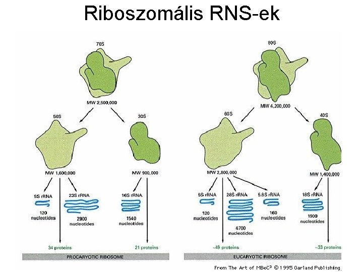 Riboszomális RNS-ek 
