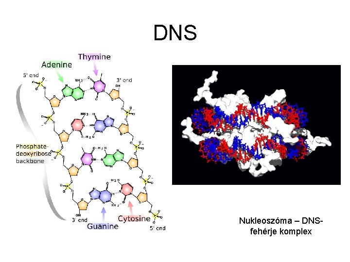 DNS Nukleoszóma – DNSfehérje komplex 