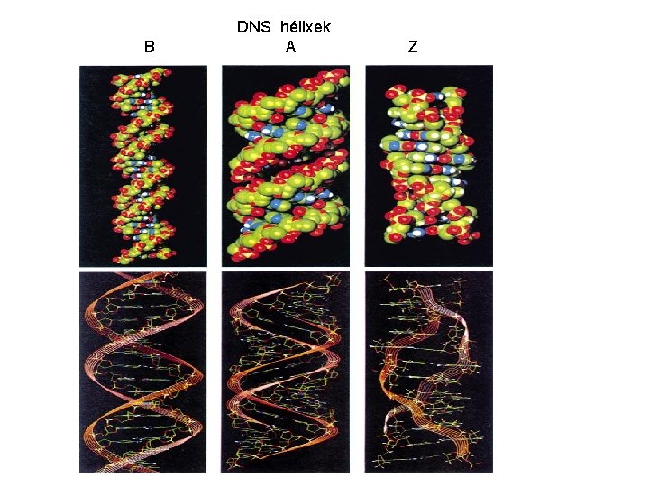 B DNS hélixek A Z 