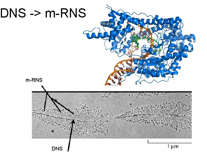 DNS -> m-RNS DNS 