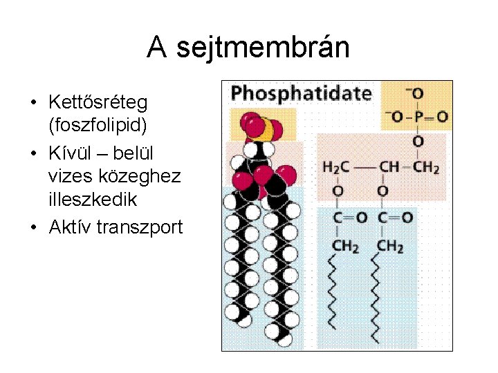 A sejtmembrán • Kettősréteg (foszfolipid) • Kívül – belül vizes közeghez illeszkedik • Aktív