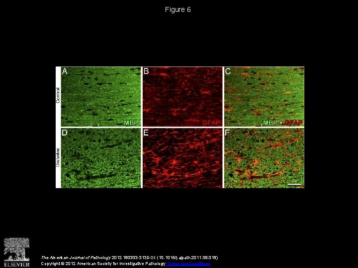 Figure 6 The American Journal of Pathology 2012 180303 -313 DOI: (10. 1016/j. ajpath.