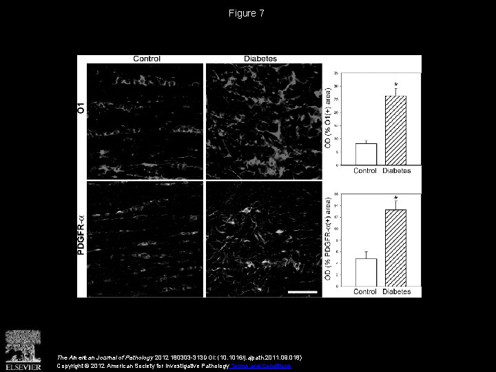 Figure 7 The American Journal of Pathology 2012 180303 -313 DOI: (10. 1016/j. ajpath.