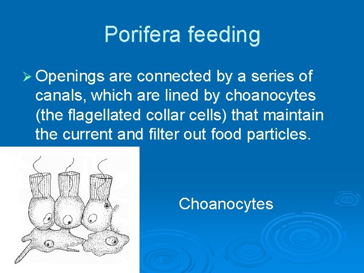Porifera feeding Ø Openings are connected by a series of canals, which are lined