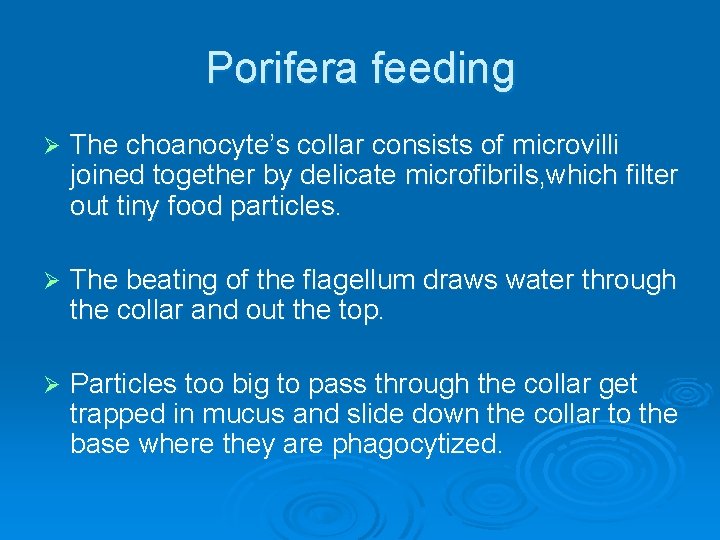 Porifera feeding Ø The choanocyte’s collar consists of microvilli joined together by delicate microfibrils,