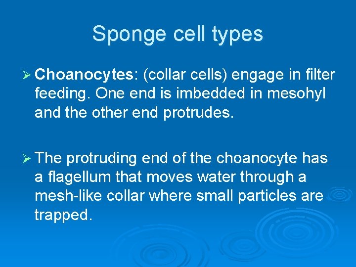 Sponge cell types Ø Choanocytes: (collar cells) engage in filter feeding. One end is