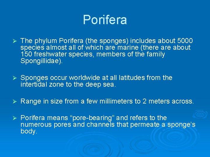 Porifera Ø The phylum Porifera (the sponges) includes about 5000 species almost all of