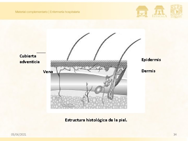 Cubierta adventicia Epidermis Dermis Vena Estructura histológica de la piel. 05/06/2021 34 Cubierta adventicia Epidermis Dermis Vena Estructura histológica de la piel. 05/06/2021 34