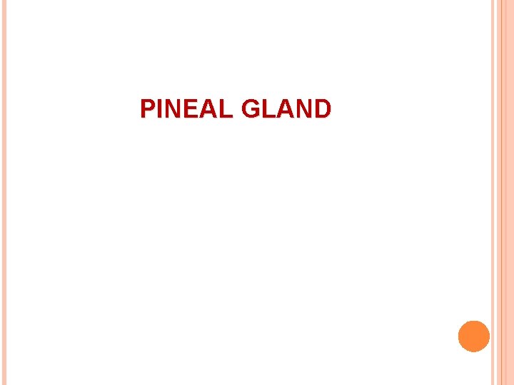 PINEAL GLAND 