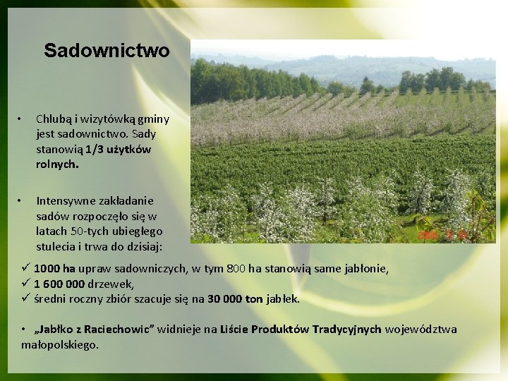 Sadownictwo • Chlubą i wizytówką gminy jest sadownictwo. Sady stanowią 1/3 użytków rolnych. •