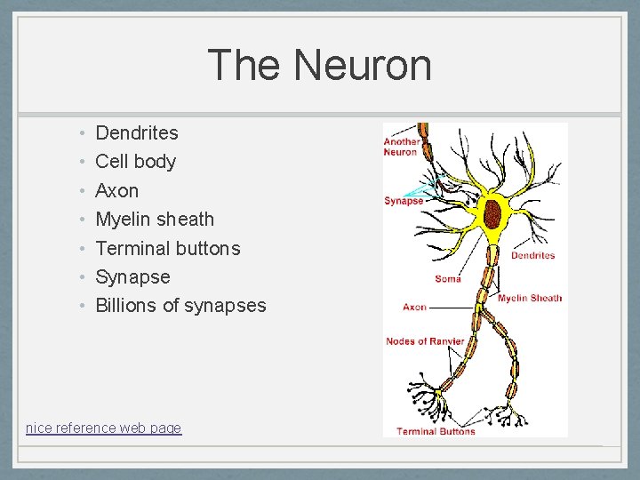 The Neuron • • Dendrites Cell body Axon Myelin sheath Terminal buttons Synapse Billions