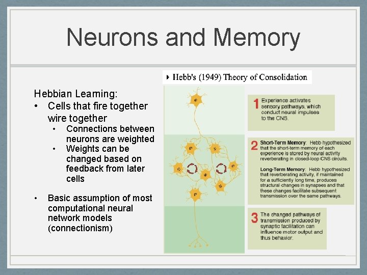 Neurons and Memory Hebbian Learning: • Cells that fire together wire together • •