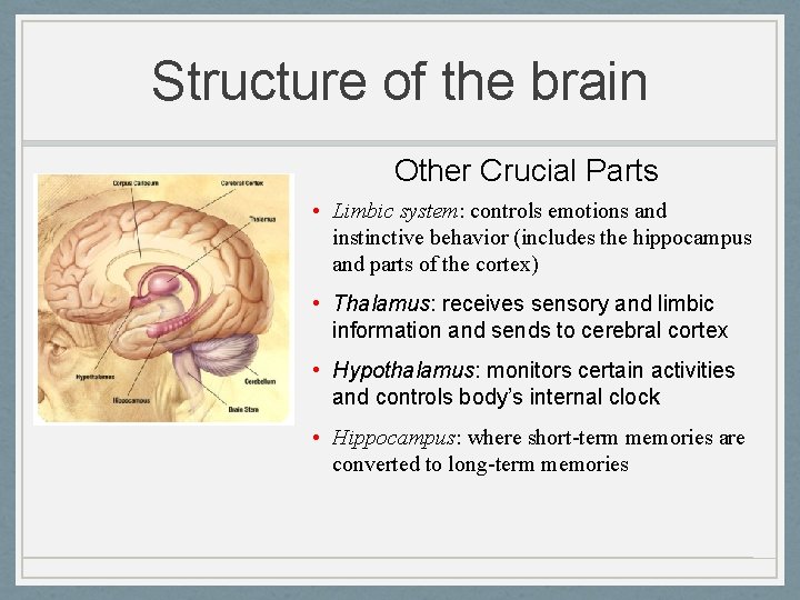 Structure of the brain Other Crucial Parts • Limbic system: controls emotions and instinctive