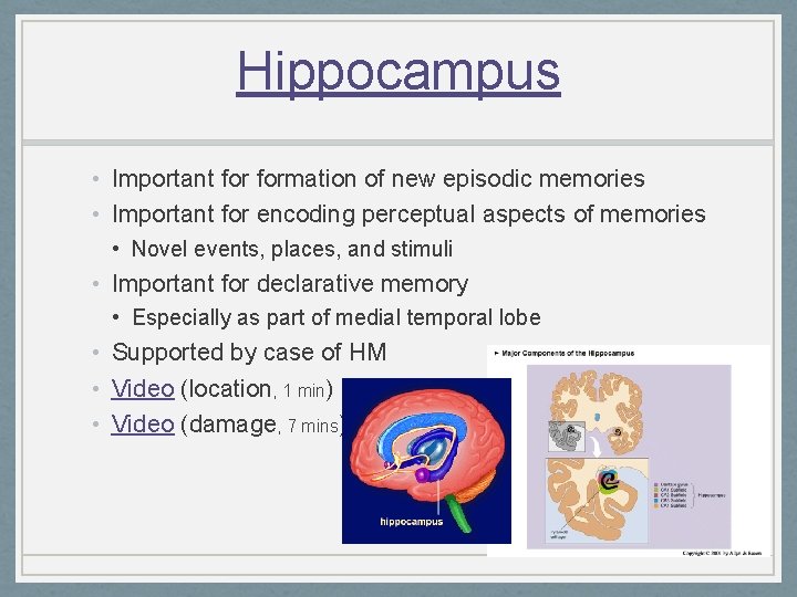 Hippocampus • Important formation of new episodic memories • Important for encoding perceptual aspects