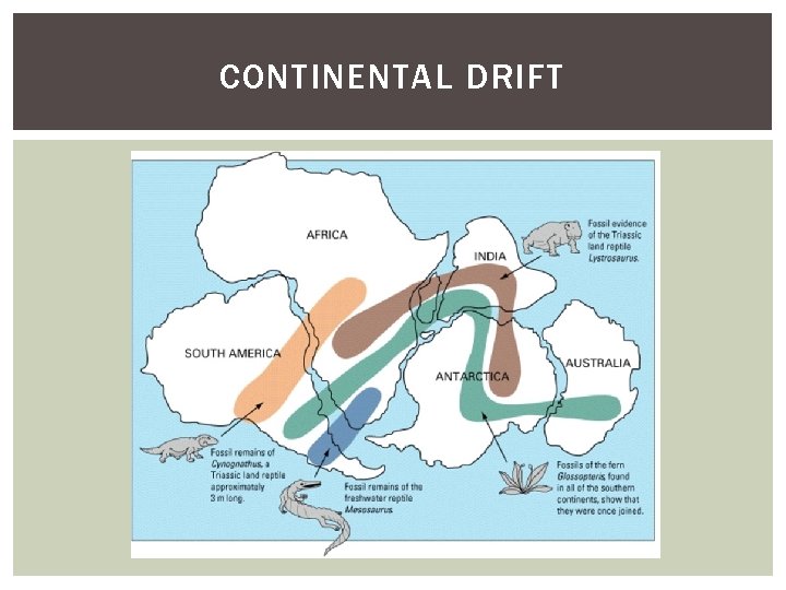 CONTINENTAL DRIFT 