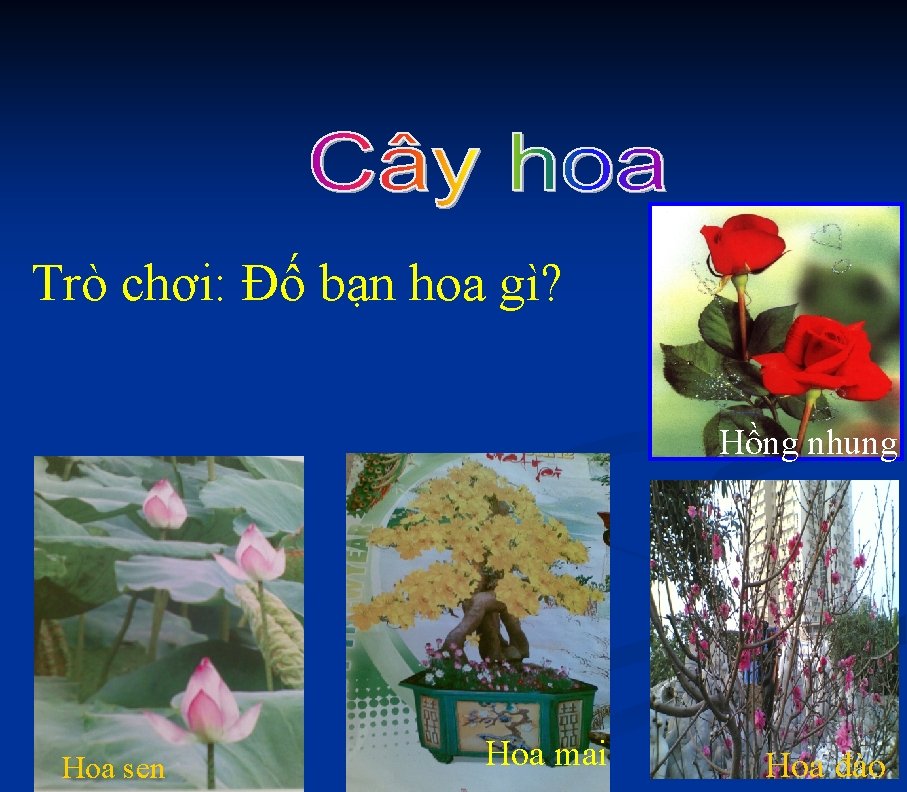 Trò chơi: Đố bạn hoa gì? Hồng nhung Hoa sen Hoa mai Hoa đào